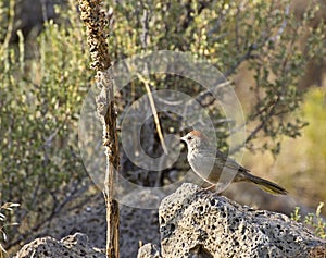 Green-Tailed Towhee Bird On Rock