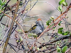 Green-tailed Towhee in a Colorado Forest