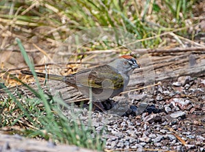 Green-tailed Towhee Getting a Drink from a New Mexico Desert Seep photo