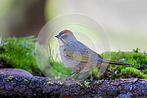 Green-tailed Towhee perched on branch with moss in background