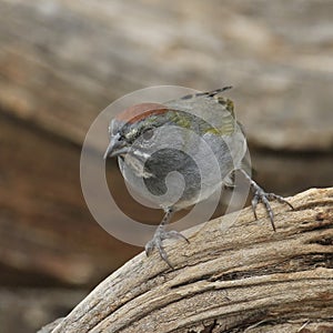 Green-tailed Towhee pipilo chlorurus photo