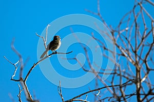Green-tailed Towhee sings in a tree in spring