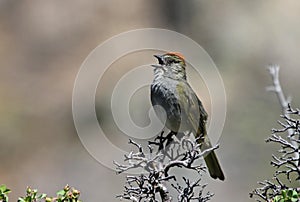 Green-tailed Towhee Song photo