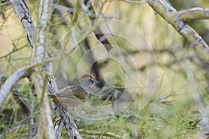 Green-tailed Towhee in the Sonora desert