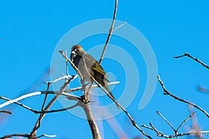 Green-tailed Towhee in a tree in spring