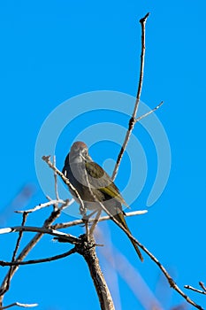 Green-tailed Towhee in a tree in spring