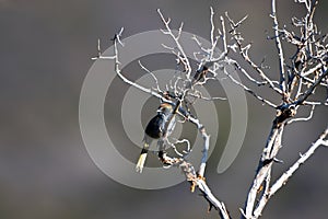 Green-tailed Towhee in a tree in spring