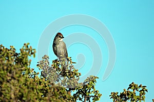 Green-tailed Towhee in a tree in spring