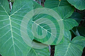 Green taioba leaves