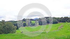 Green and tall grass for animal feed, Granera, Comarca del Moyanes, Barcelona photo