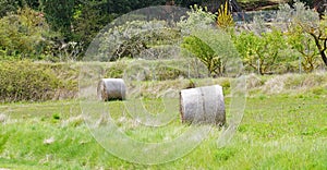 Green and tall grass for animal feed, Granera, Comarca del Moyanes, Barcelona photo