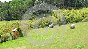 Green and tall grass for animal feed, Granera, Comarca del Moyanes, Barcelona photo