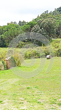 Green and tall grass for animal feed, Granera, Comarca del Moyanes, Barcelona photo