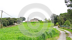 Green and tall grass for animal feed, Granera, Comarca del Moyanes, Barcelona photo