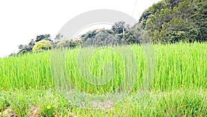 Green and tall grass for animal feed, Granera, Comarca del Moyanes, Barcelona photo