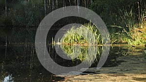 Green Tall Grass at Calm Pond with Water Reflection