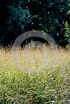 Green tall grass in park in autumn