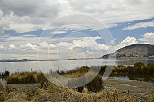 Green tall grass on the shore of Lake Titicaca. Puno, Peru photo