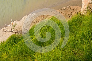 Green Tall Grass On Shoreline