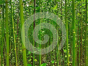 Green and tall Jute plants.