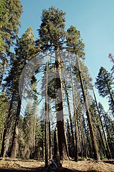 Green tall sequoia trees