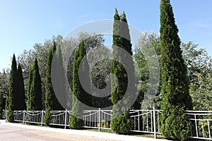 Green tall thuja trees and silver willow in the Park. Hedgerow.