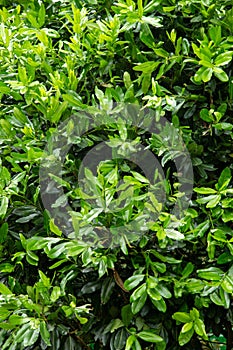 Green Tamanu leaves background decorative photo