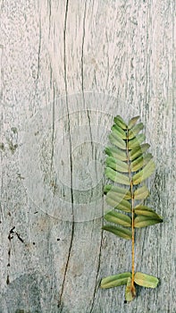 Green tamarind leave on texture line wood for tree on earth