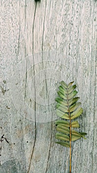 Green tamarind leave on texture line wood for tree on earth