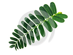 Green tamarind leaves on a white background photo