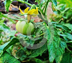 Green tamato on plant