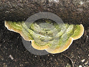 Green and Tan Wood Rotting Polyporales Fungi