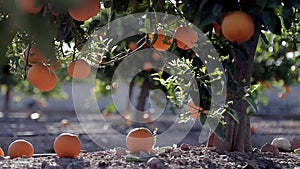 Green tangerines trees with oranges outdoor. Fresh oranges on trees in spring hot day. Some of overripe oranges fell