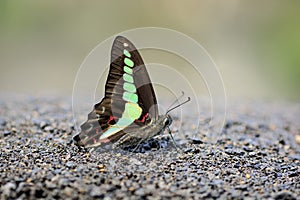 Green tape butterfly in water