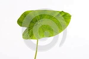 Green taro leaf photo