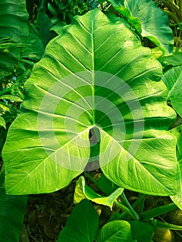 Green taro leaves background daun keladi photo