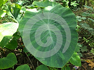 green taro leaves that live in fertile soil