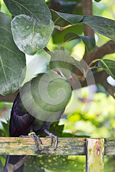 Green Tauraco persa bird photo