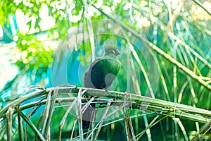 Green Tauraco  Tauraco persa bird. Green exotic bird of west africa photo