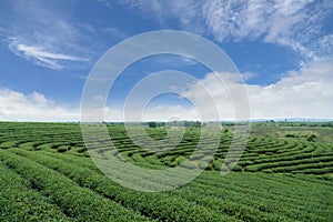 Green tea agriculture field landscape.Scenic view of organic tea plantation pattern.Tranquility scenery freshness green natural