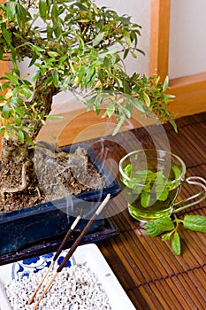 Green tea and bonsai