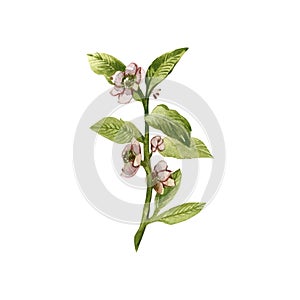 Green tea branch with flowers isolated on white background. Watercolor hand drawn botanic illustration. Art for design
