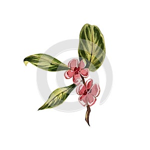 Green tea branch with flowers isolated on white background. Watercolor hand drawn botanic illustration. Art for design