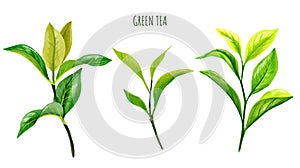 Green tea branches and leaves, Hand drawn