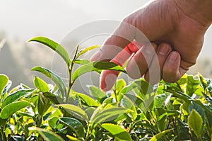 Green tea bud and fresh leaves