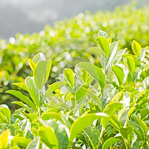 Green tea bud and fresh leaves