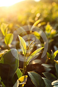 Green tea bud