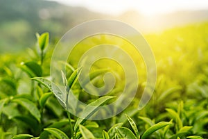 Green tea bud and fresh leaves with soft light, Tea plantation