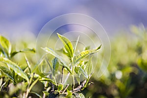 Green tea bud and fresh leaves. Tea plantations