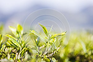 Green tea bud and fresh leaves. Tea plantations